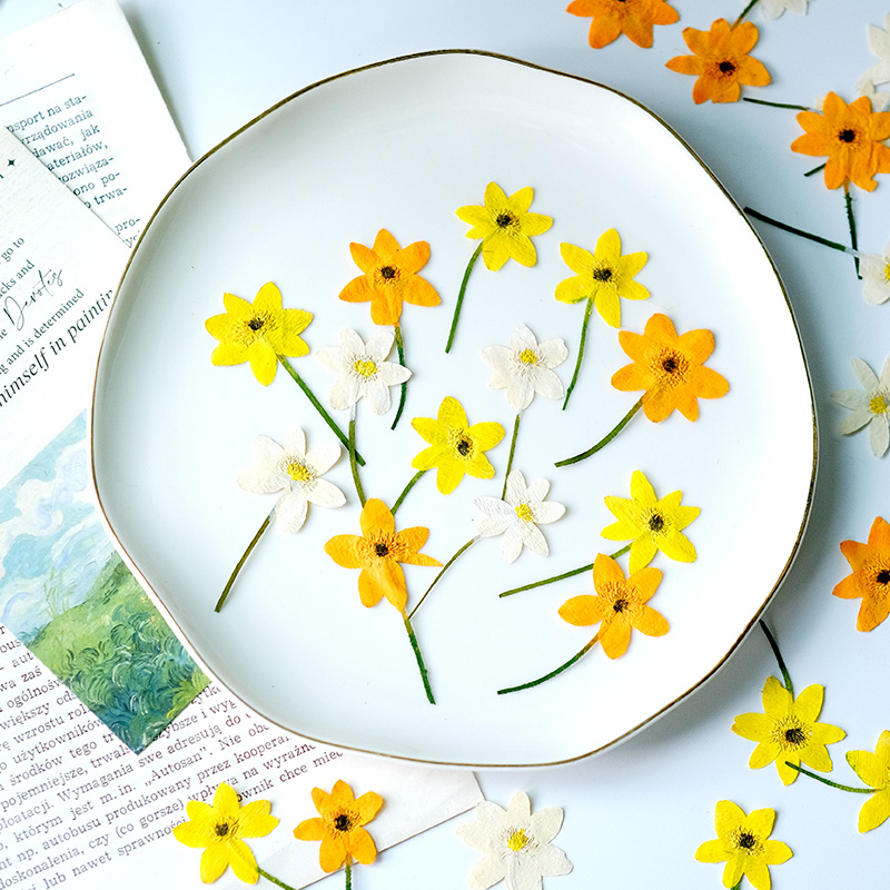 Dried Flower Bookmark - 5-7cm/16PCS,Real Anemone Flower Petals Nature Pressed