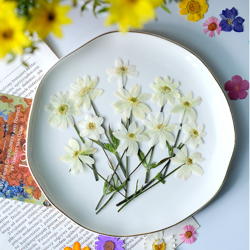 5-7cm/16PCS,Real Anemone Flowe - Dried Flower Bookmark recension och pris