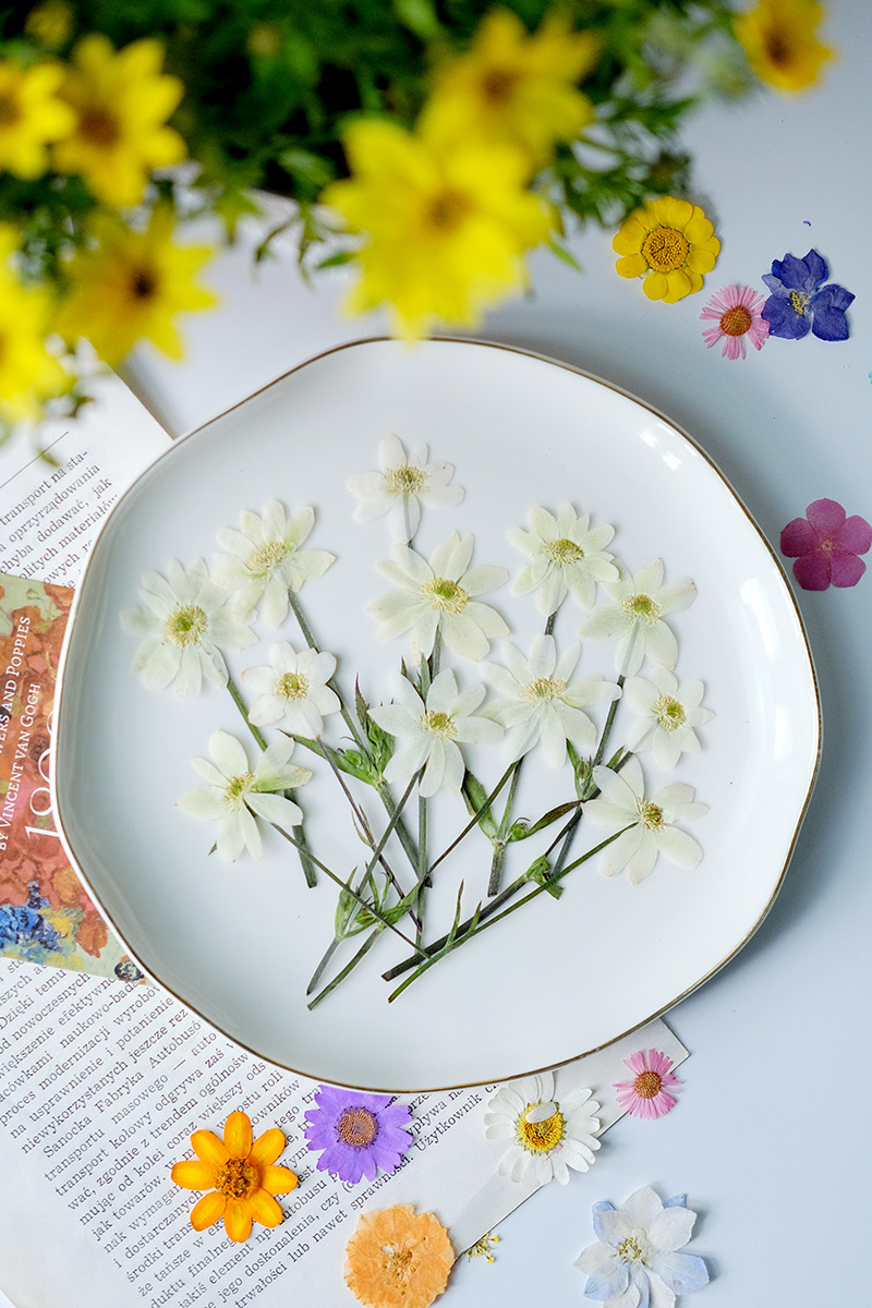 5-7cm/16PCS,Real Anemone Flowe - Dried Flower Bookmark recension och pris